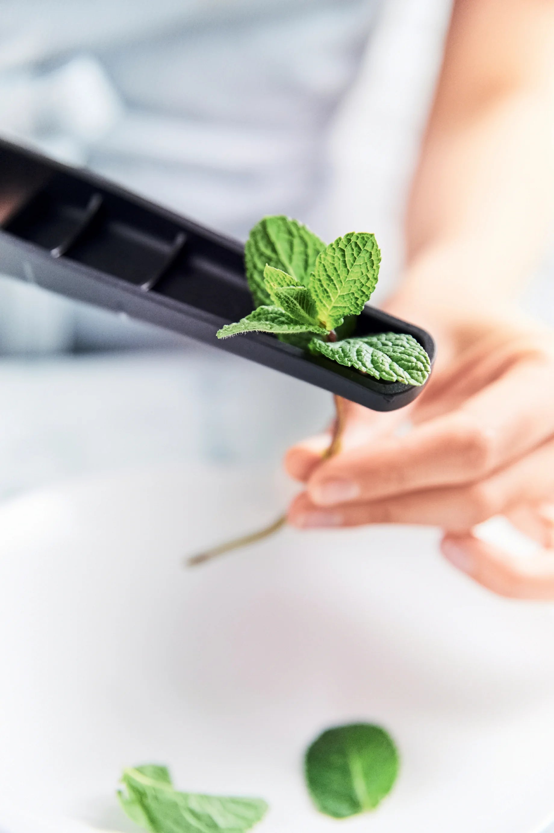 Mesterfogás Fokhagyma Sztár